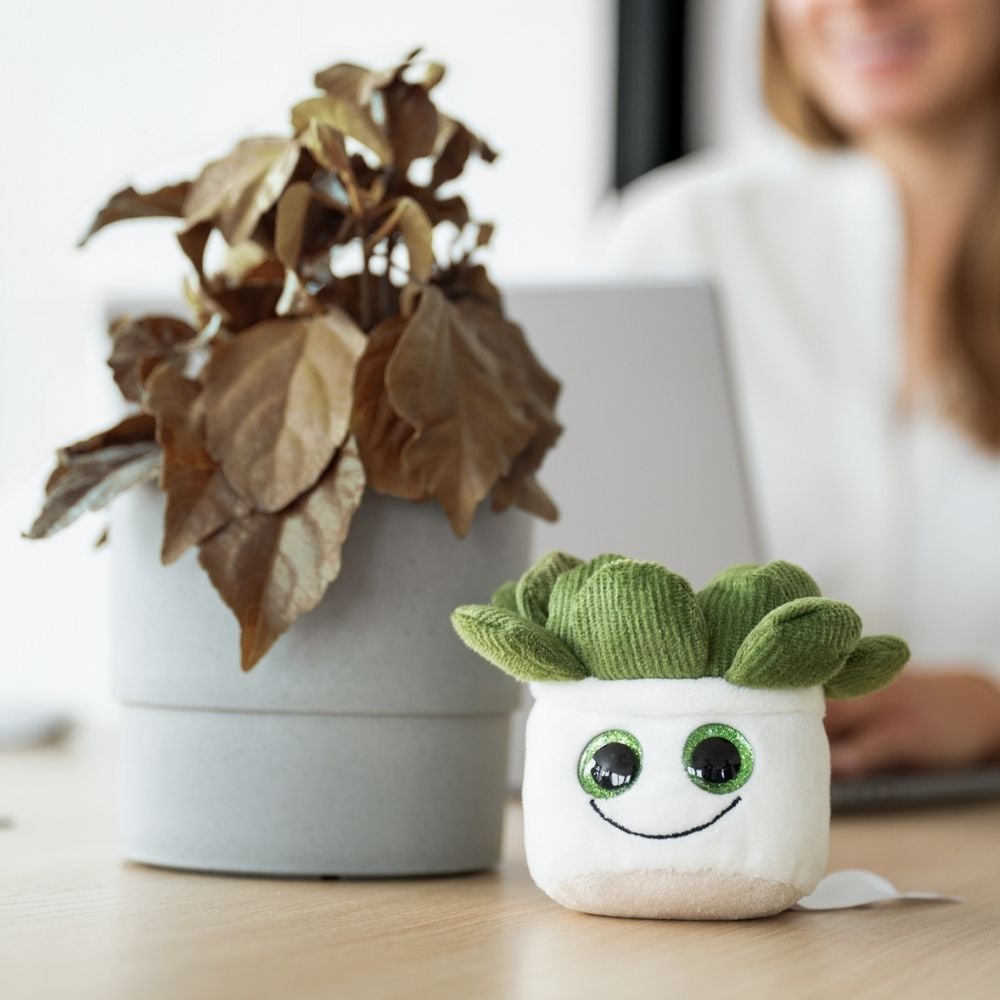 Schmoozies® Evergreenies® Sukkulente, multicolour, one size