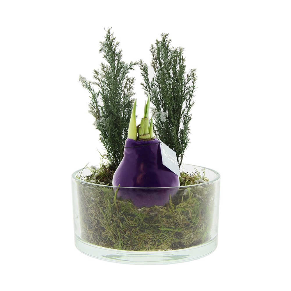 No Water Flowers® - Christmas glass elegance - lila