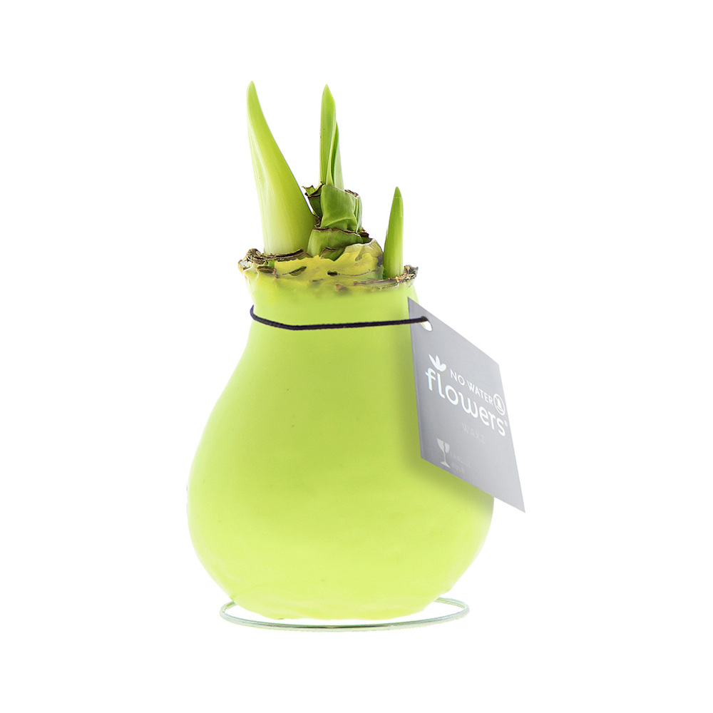 No Water Flowers® - Waxz® Colours - pastellgrün