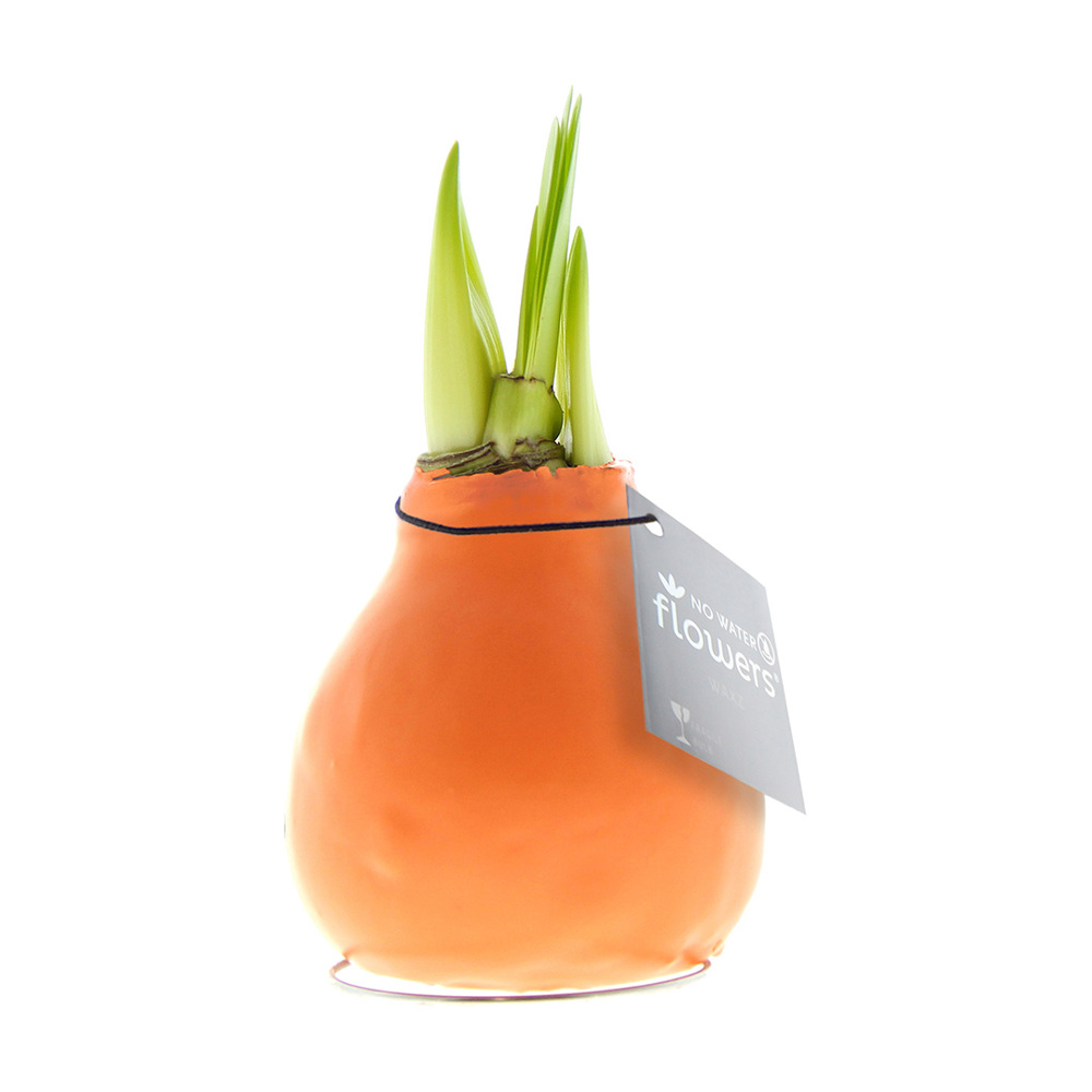 No Water Flowers® - Waxz® Colours - pastellorange