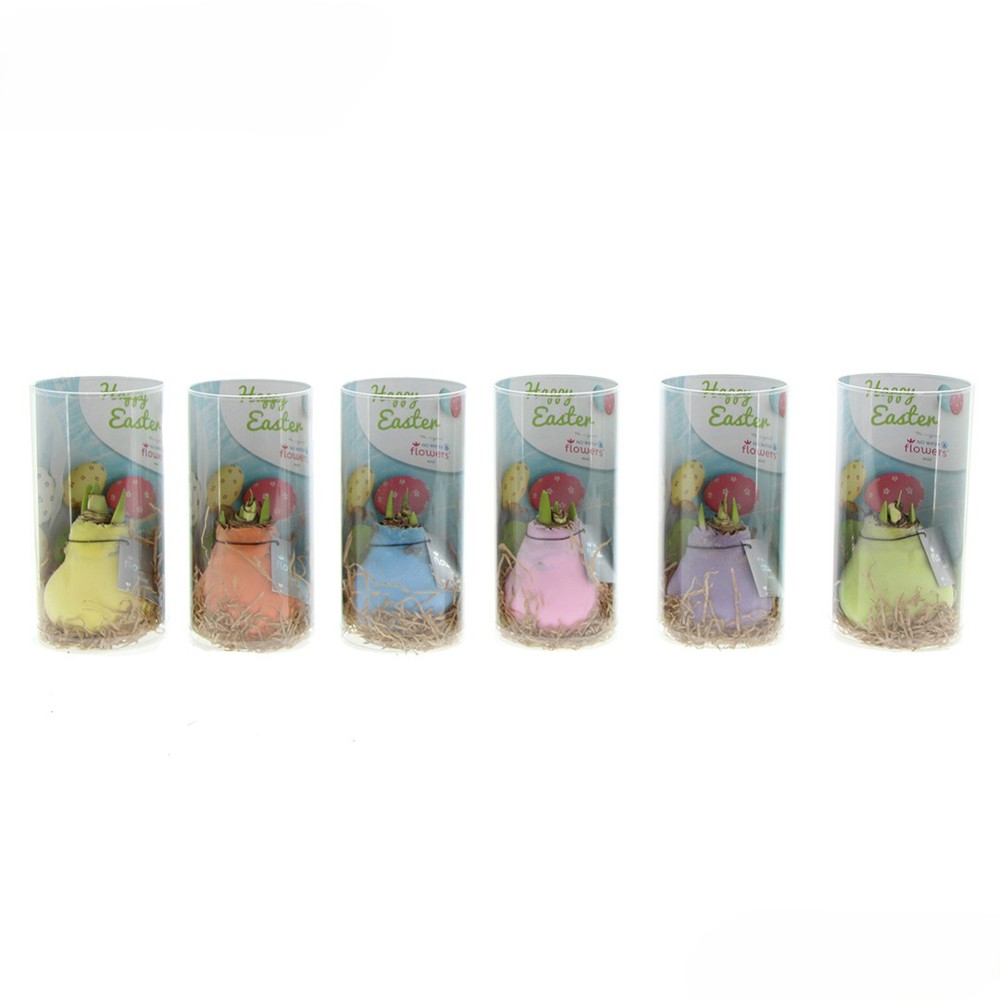 No Water Flowers® - Sugar pastel mix, In Frohe Ostern Zylinder mit Schokoladeneiern