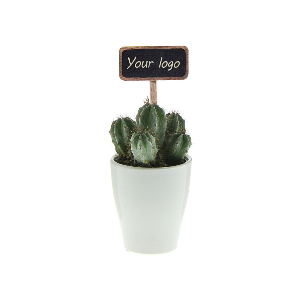 ChalkNotes® - Cacti mix