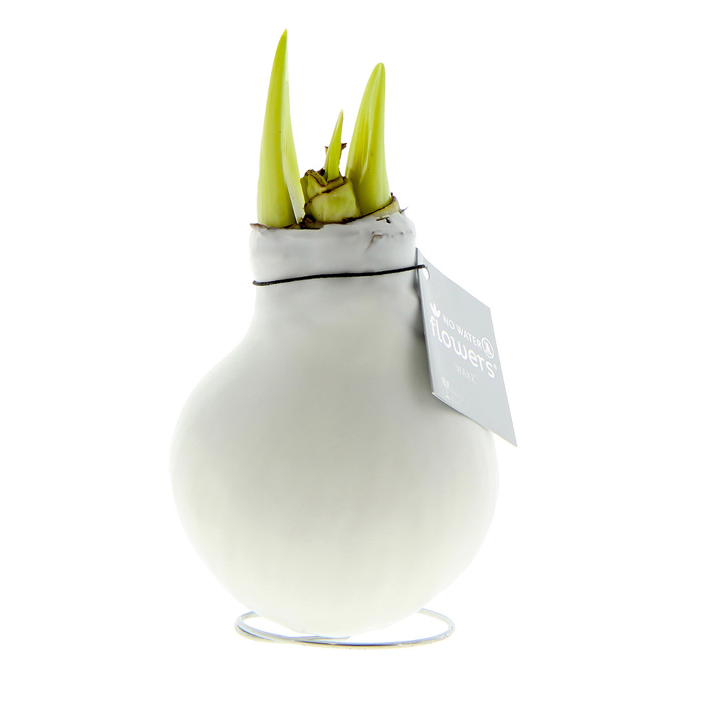 No Water Flowers® - Waxz® Colours - weiß