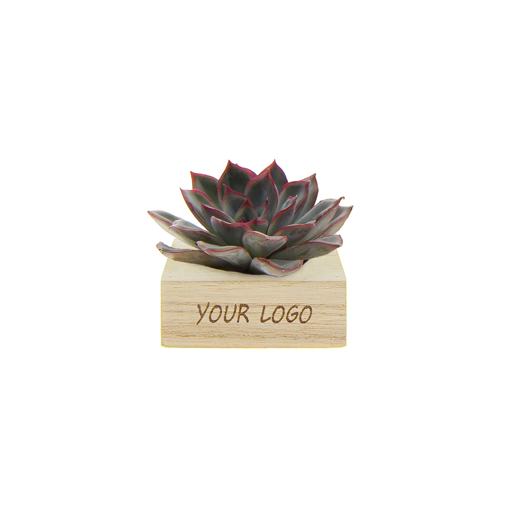 Tiny Treasurez® - Single wood