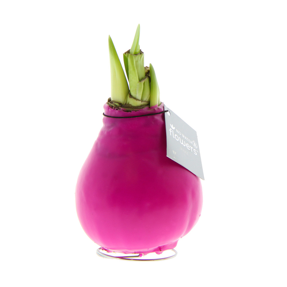 No Water Flowers® - Waxz® Colours - rosa