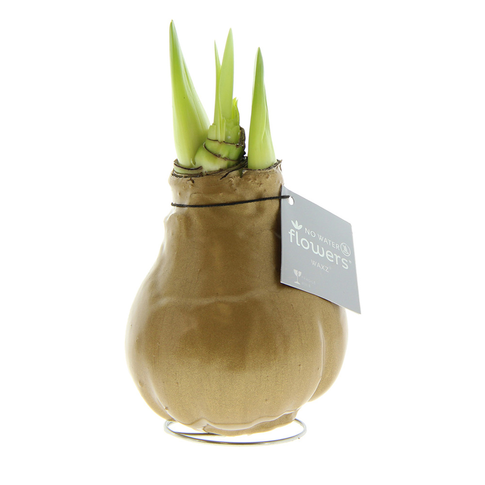 No Water Flowers® - Waxz® Colours - gold