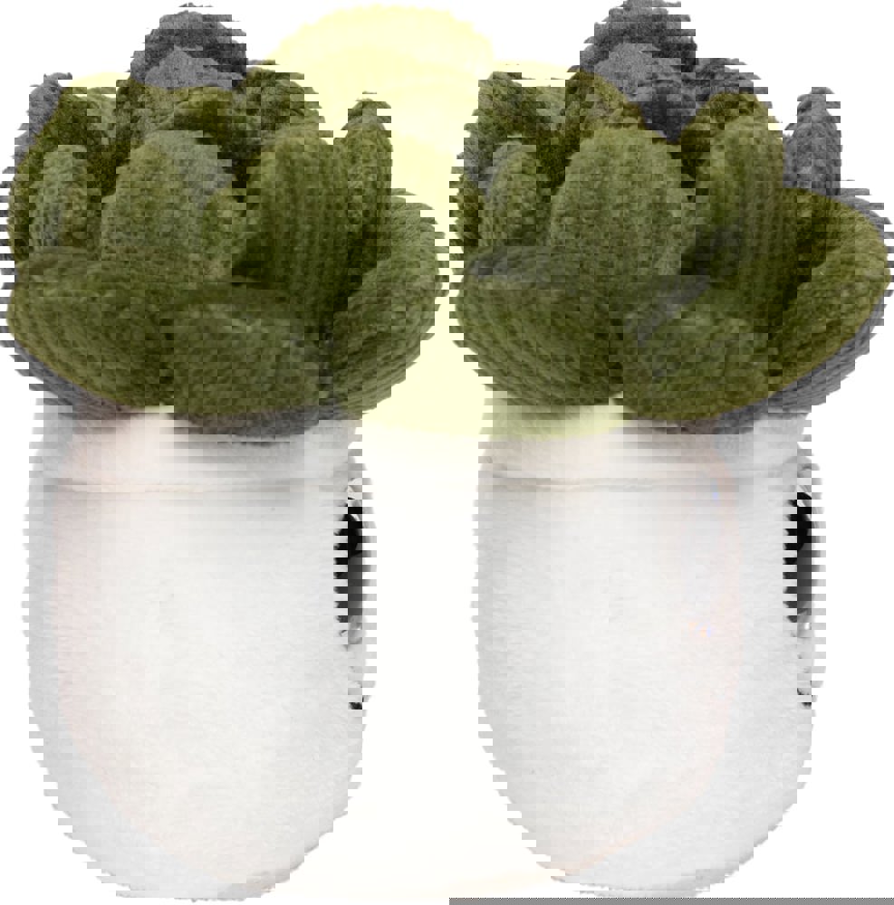 Schmoozies® Evergreenies® Sukkulente, multicolour, one size