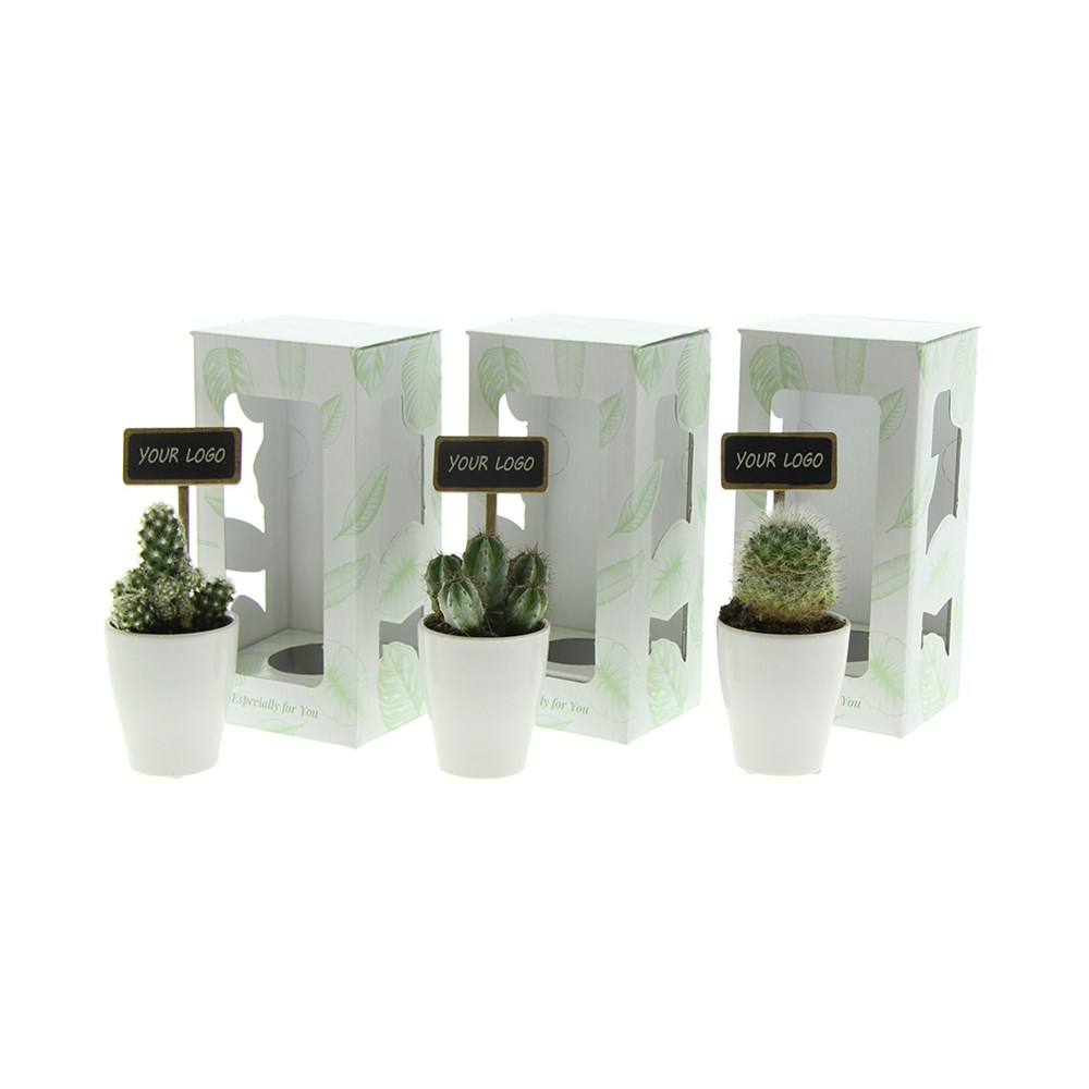ChalkNotes® - Cacti mix, In Geschenkbox