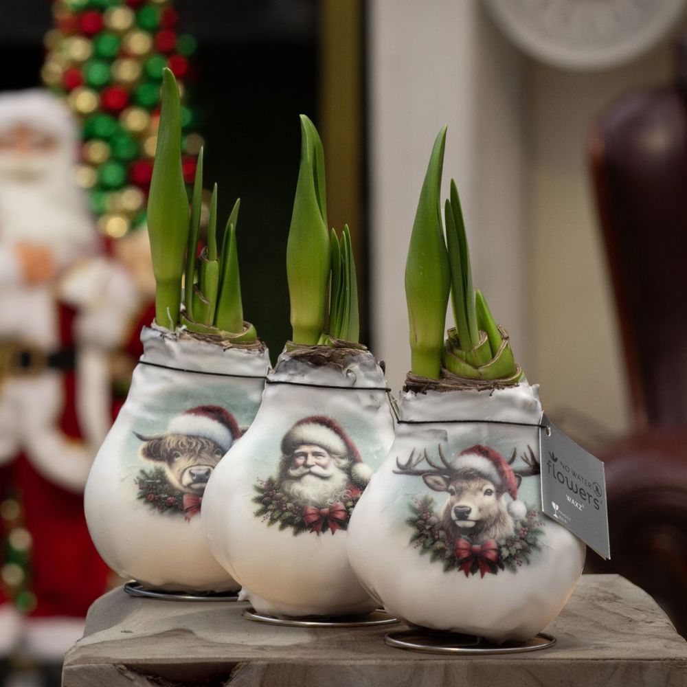 No Water Flowers® - Craftz Santa & Friends mix, In Zylinder