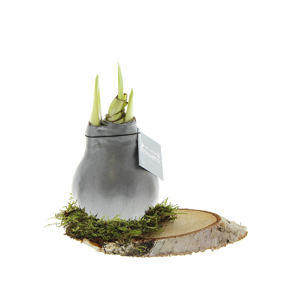 No Water Flowers® - Waxz® on wood, Ohne Verpackung, Silber