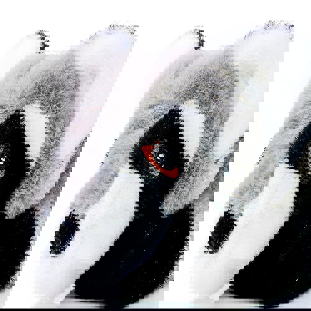 Hundespielzeug RecycelWaschbär, grau, one size