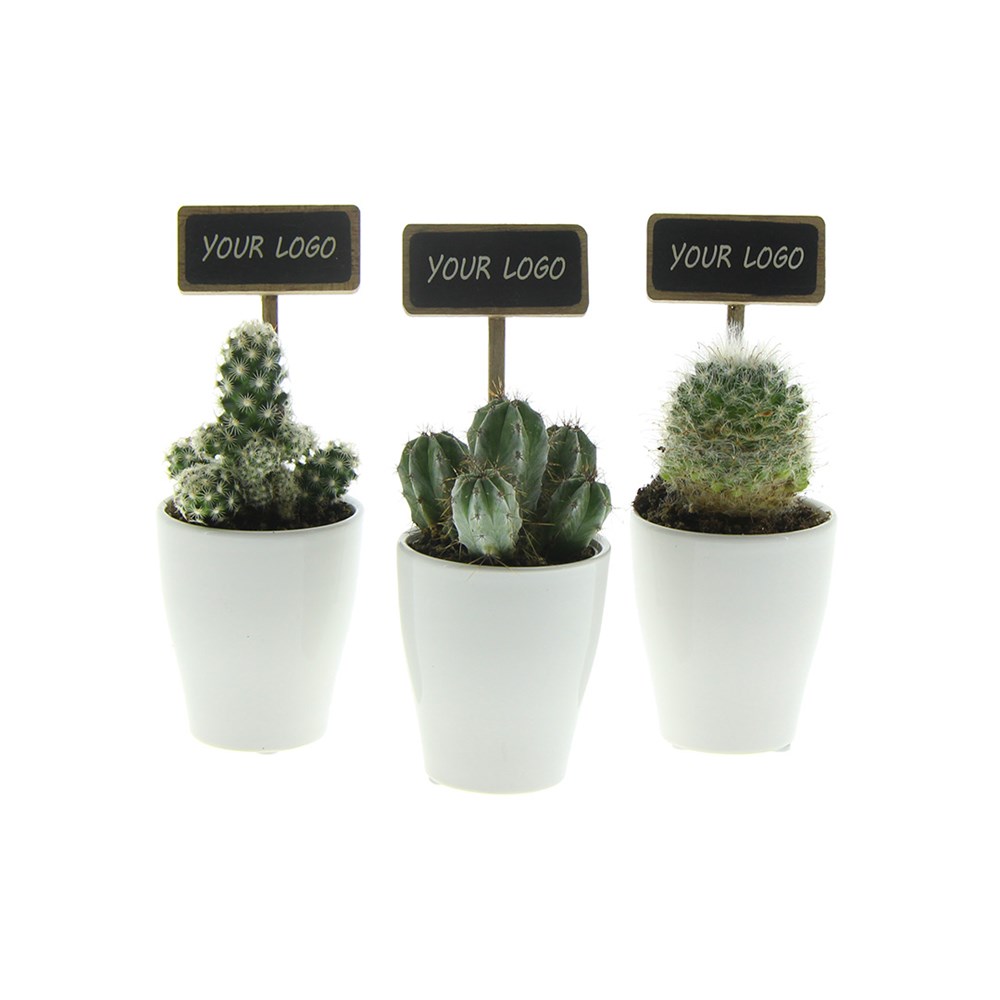 ChalkNotes® - Cacti mix, In Geschenkbox