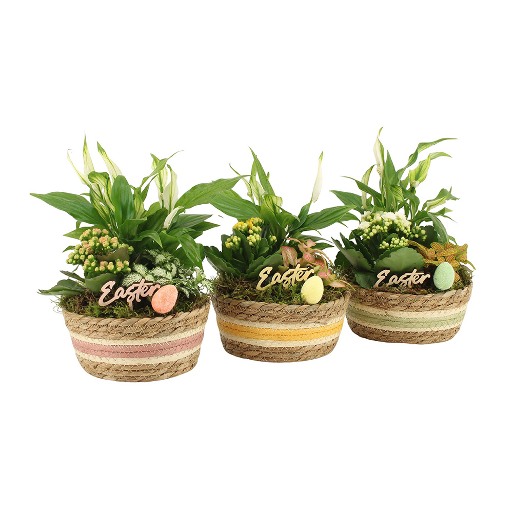 Easter basket large - Kalanchoe