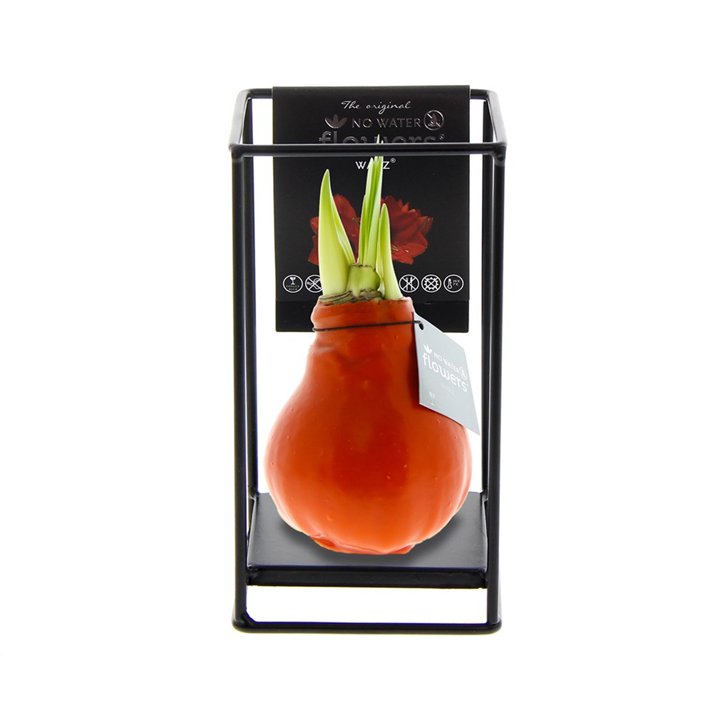 No Water Flowers® - Formz industrial - orange