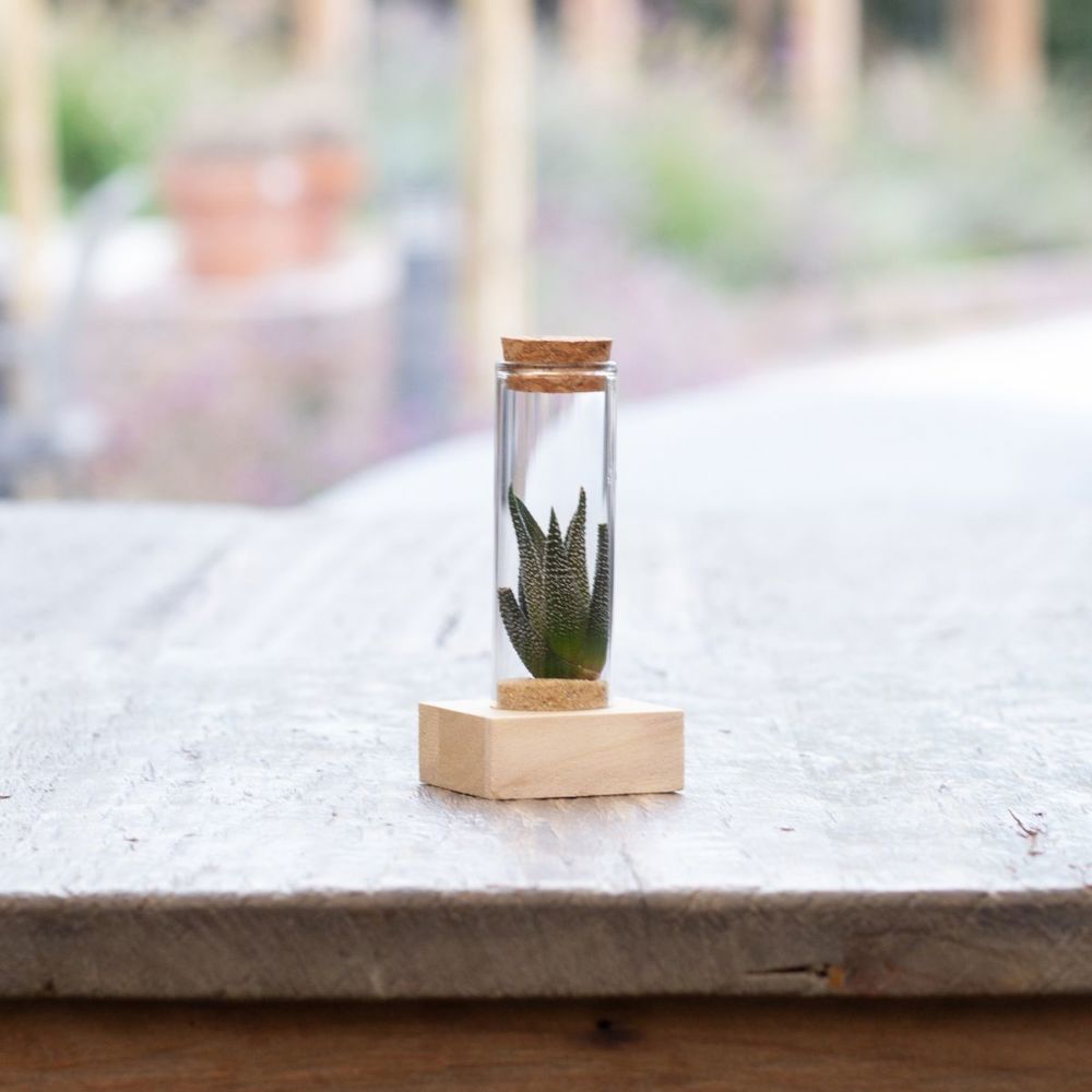 Tiny Treasurez® - Single tube & wood, Blau