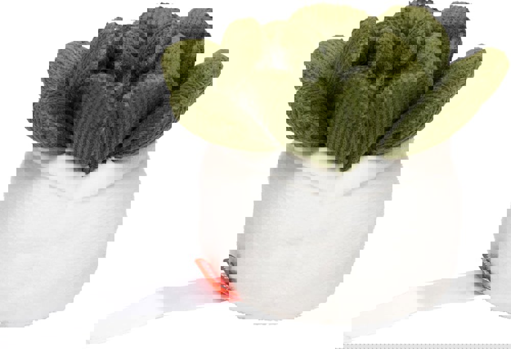 Schmoozies® Evergreenies® Sukkulente, multicolour, one size