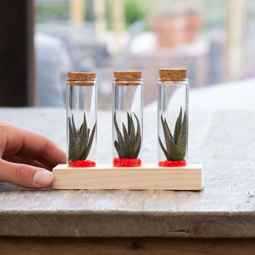 Tiny Treasurez® - Trio tube & wood, Hellrosa