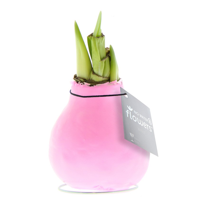 No Water Flowers® - Waxz® Colours - Pastellrosa