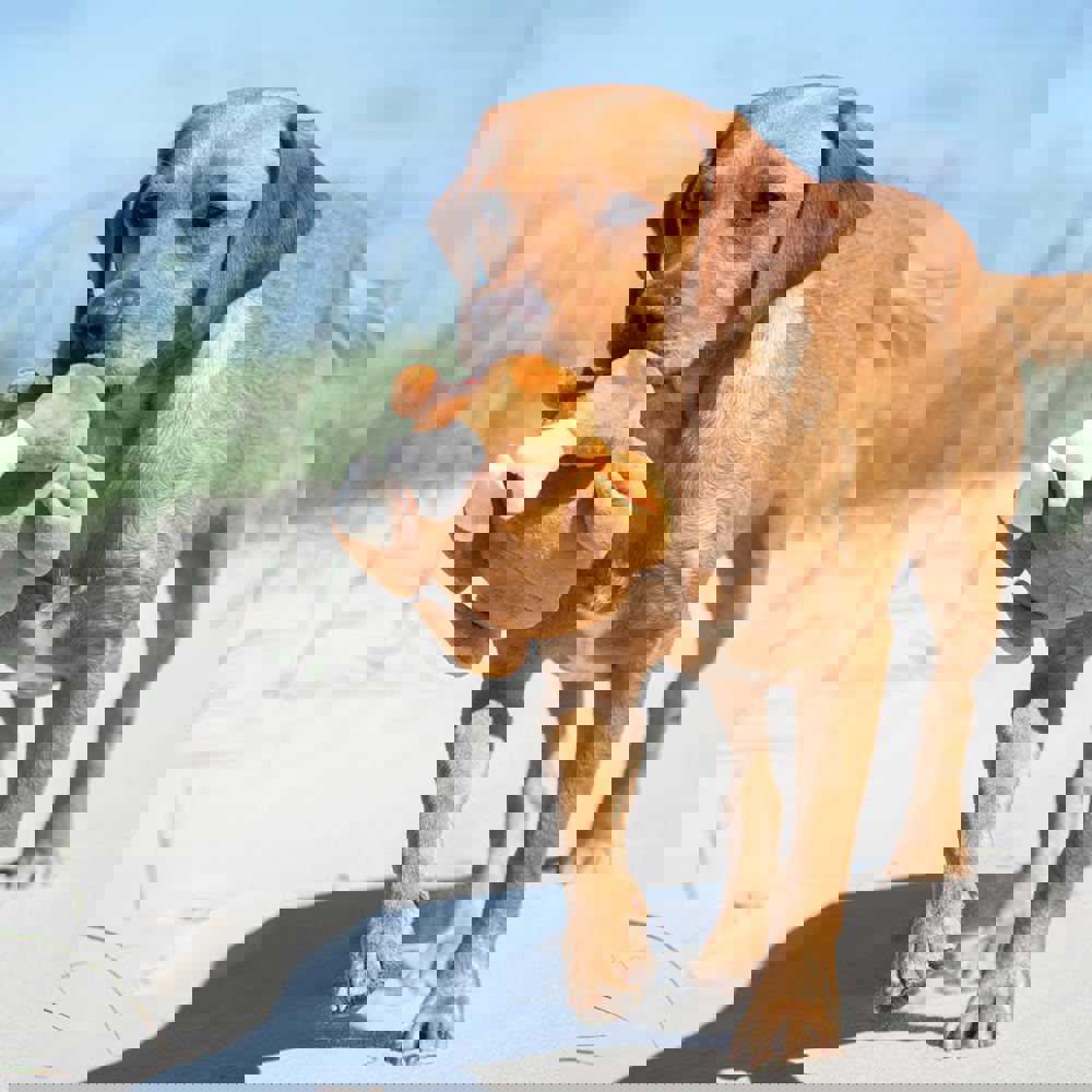 Hundespielzeug Hähnchen, braun, one size