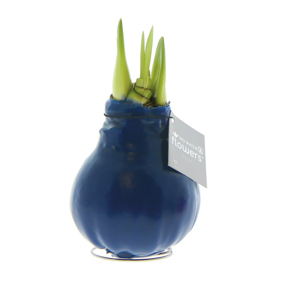 No Water Flowers® - Waxz® Colours - dunkelblau