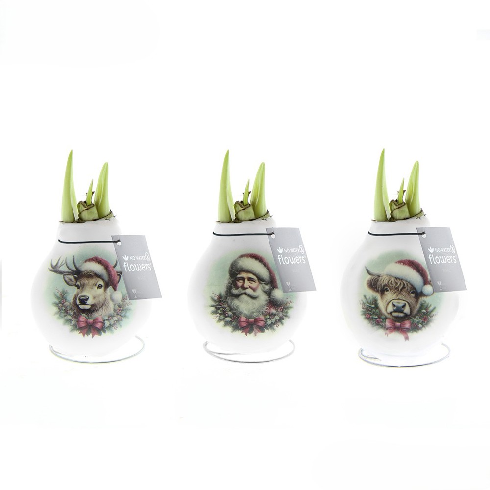 No Water Flowers® - Craftz Santa & Friends mix