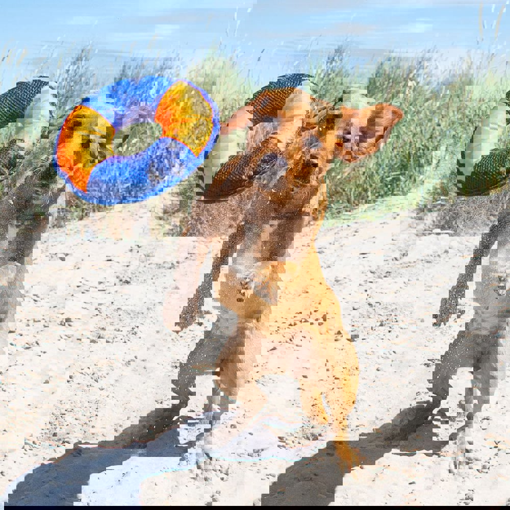 Hundespielzeug Flying Disc, grün/grau, M