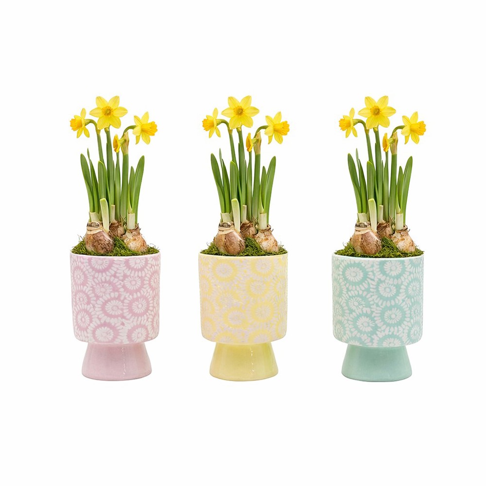 Easter colourful chicken medium - Narzisse