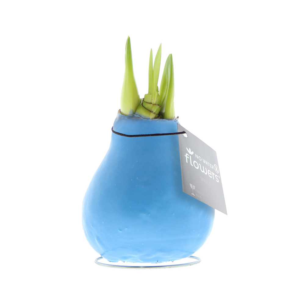 No Water Flowers® - Waxz® Colours - pastellblau